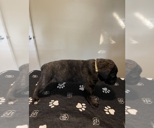 Cane Corso Puppy for sale in KANSAS CITY, MO, USA