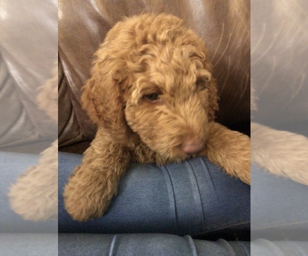 Medium Photo #2 Goldendoodle-Poodle (Standard) Mix Puppy For Sale in PILOT POINT, TX, USA
