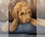 Small Photo #2 Goldendoodle-Poodle (Standard) Mix Puppy For Sale in PILOT POINT, TX, USA
