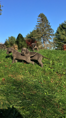 Great Dane Puppy for sale in WATERFORD, PA, USA
