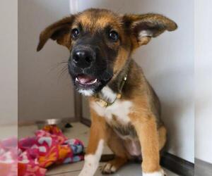German Shepherd Dog Dogs for adoption in San Antonio, TX, USA