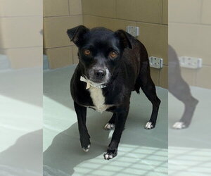 Chihuahua-Unknown Mix Dogs for adoption in Riverside, CA, USA