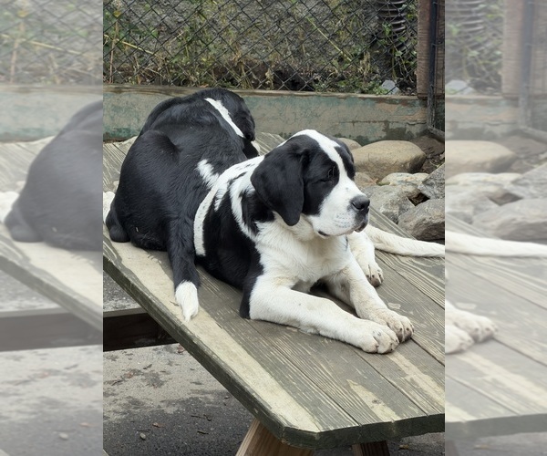 Medium Photo #7 Cane Corso-Saint Bernard Mix Puppy For Sale in WORCESTER, MA, USA