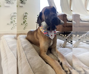 Father of the Great Dane puppies born on 05/14/2026