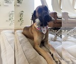 Small Photo #1 Great Dane Puppy For Sale in TEMECULA, CA, USA
