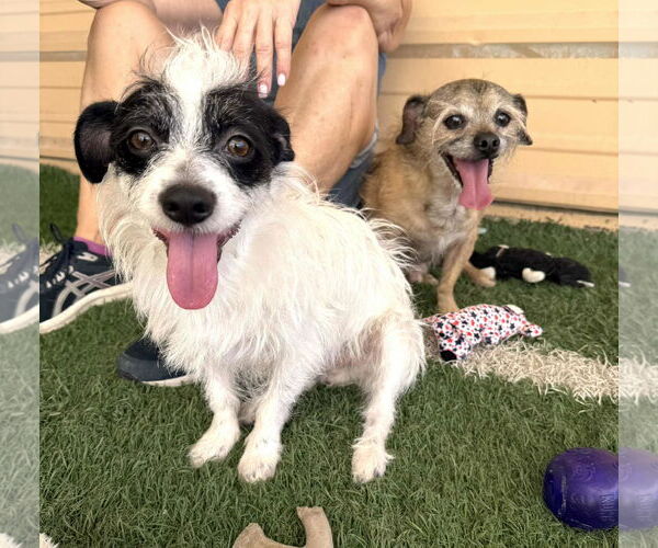 Medium Photo #4 Cairn Terrier-Unknown Mix Puppy For Sale in phoenix, AZ, USA