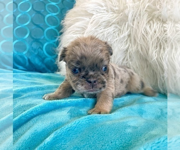 Medium Photo #9 English Bulldog Puppy For Sale in HOUSTON, TX, USA