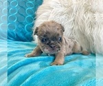Small #8 English Bulldog