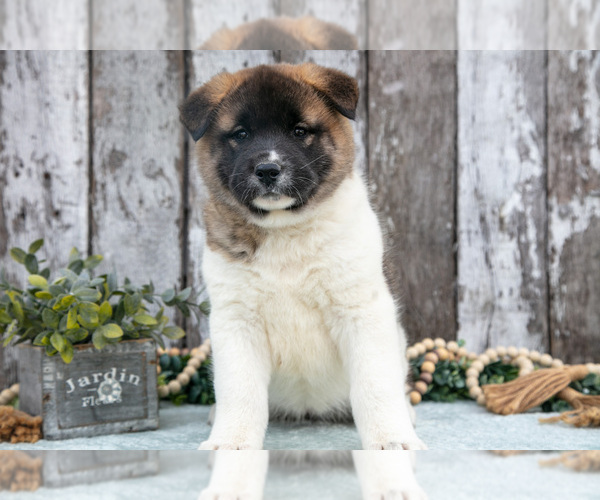 Medium Photo #2 Akita Puppy For Sale in MILLERSBURG, OH, USA
