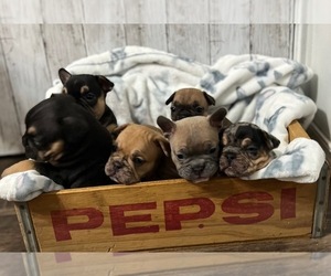 French Bulldog Puppy for sale in OAKFIELD, WI, USA