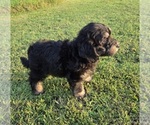 Small #4 Aussiedoodle