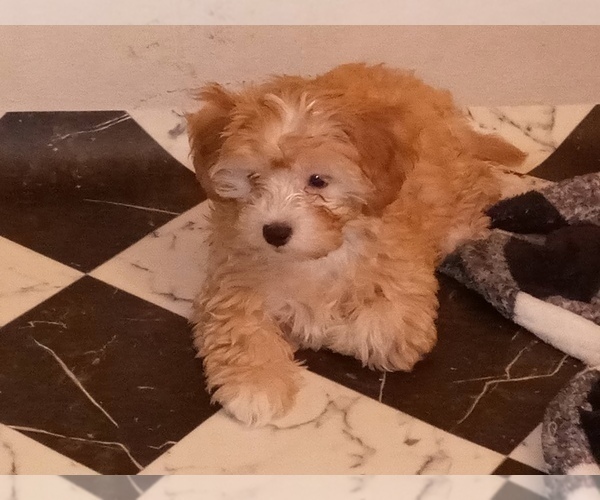 Medium Photo #6 Havamalt-Shih-Poo Mix Puppy For Sale in MIDDLE RIVER, MD, USA