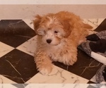 Small Photo #6 Havamalt-Shih-Poo Mix Puppy For Sale in MIDDLE RIVER, MD, USA