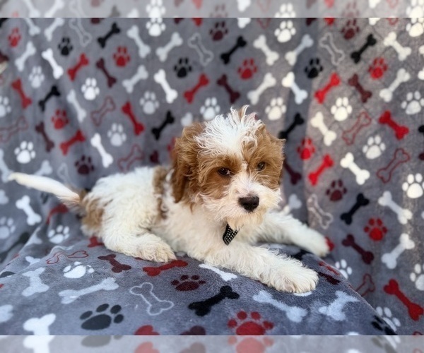 Medium Photo #6 Cavapoo (Miniature) Puppy For Sale in LAKELAND, FL, USA