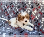 Small #5 Cavapoo (Miniature)