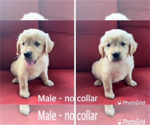 Medium Photo #5 Golden Retriever Puppy For Sale in NASHVILLE, NC, USA
