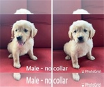 Small Photo #5 Golden Retriever Puppy For Sale in NASHVILLE, NC, USA