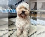 Small #4 Havanese