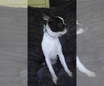 Small #9 Boston Terrier