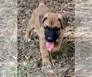 Belgian Malinois Puppy for sale in DECATUR, AL, USA