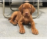 Small Photo #1 Vizsla Puppy For Sale in TYLER, MN, USA