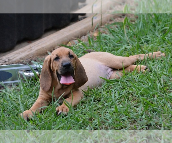 Medium Photo #2 Bloodhound Puppy For Sale in CORNING, AR, USA