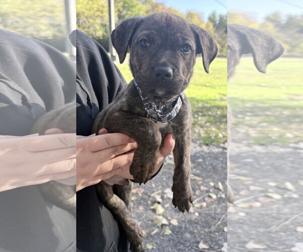 Medium Photo #1 Mutt Puppy For Sale in Clarkston, MI, USA
