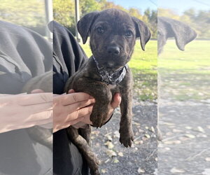 Mutt Dogs for adoption in Clarkston, MI, USA