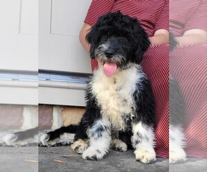 Portuguese Water Dog Puppy for sale in NEWVILLE, PA, USA