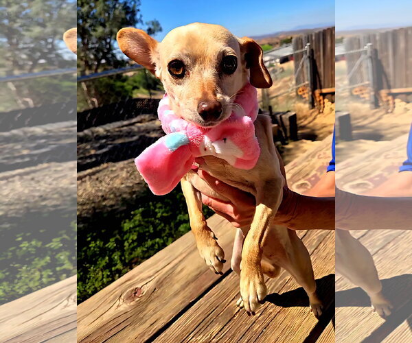 Medium Photo #1 Chihuahua-Unknown Mix Puppy For Sale in Fallbrook, CA, USA