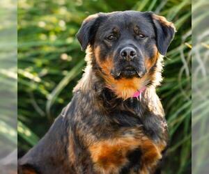 Rottweiler Dogs for adoption in Camarillo, CA, USA