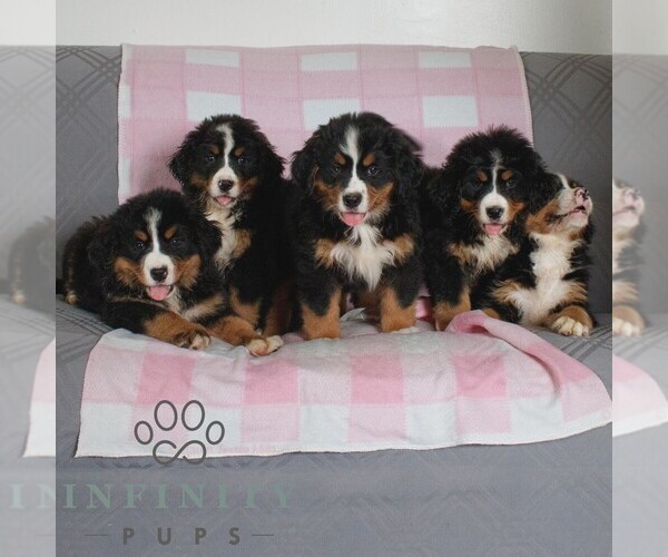 Medium Photo #2 Bernese Mountain Dog Puppy For Sale in ATGLEN, PA, USA