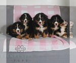 Small #1 Bernese Mountain Dog