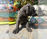 Small #2 Labrador Retriever