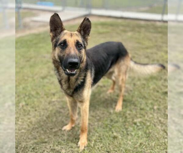 Medium Photo #2 German Shepherd Dog Puppy For Sale in Conroe, TX, USA