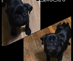 Pug Puppy for sale in KERNERSVILLE, NC, USA