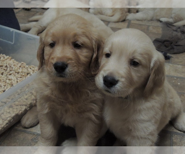 Medium Photo #7 Golden Retriever Puppy For Sale in CANBY, OR, USA