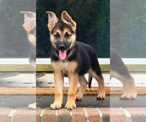 German Shepherd Dog Puppy for sale in BENSON, NC, USA