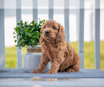 Puppy Leo Cavapoo