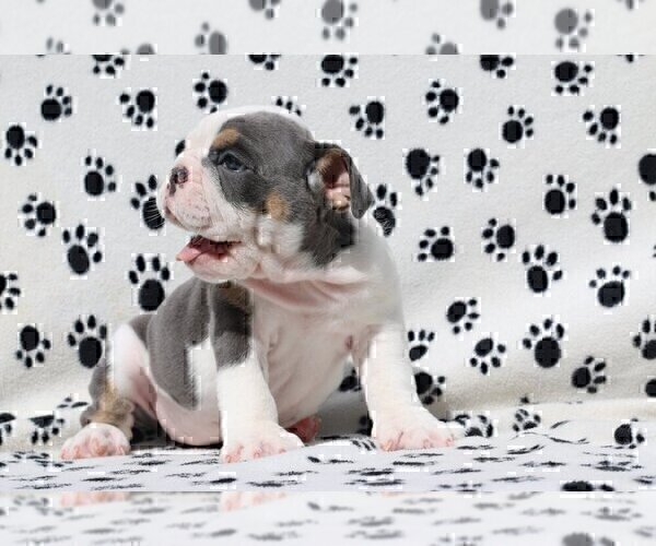 Medium Photo #2 Bulldog Puppy For Sale in CAMP JOHNSON, VT, USA