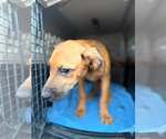 Small Photo #2 Mutt Puppy For Sale in Jacksonville, NC, USA