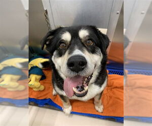 Siberian Husky-Unknown Mix Dogs for adoption in Fairbanks, AK, USA