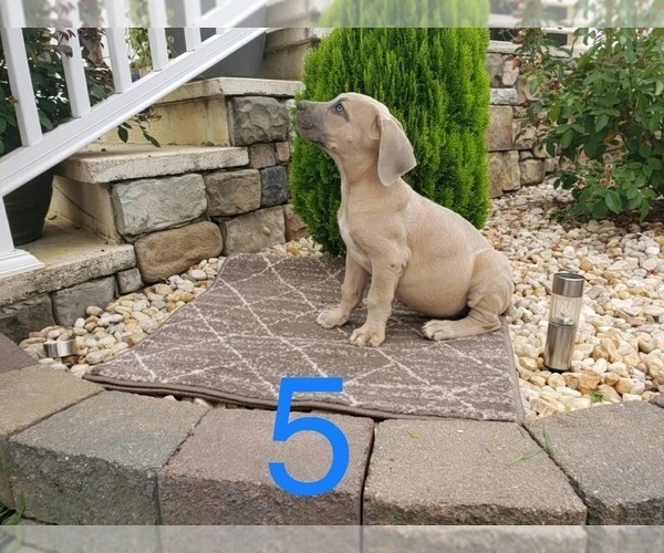 Medium Photo #2 Cane Corso Puppy For Sale in MONTPELIER, VA, USA
