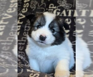 Pomsky Puppy for sale in SAVOY, MA, USA