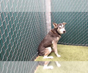 Siberian Husky-Unknown Mix Dogs for adoption in Downey, CA, USA