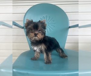 Yorkshire Terrier Puppy for sale in MORRIS CHAPEL, TN, USA