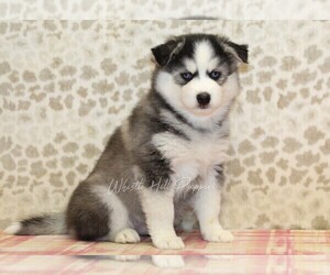 Pomsky Puppy for sale in DENVER, PA, USA