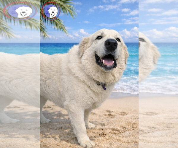 Medium Photo #13 Great Pyrenees Puppy For Sale in Spring, TX, USA