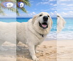 Small #12 Great Pyrenees