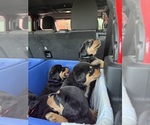 Small #2 Rottweiler